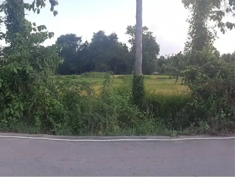 ขายที่ดิน 8-1-16.6 ไร่ ศรีสัชนาลัย สุโขทัย รูปที่ 3