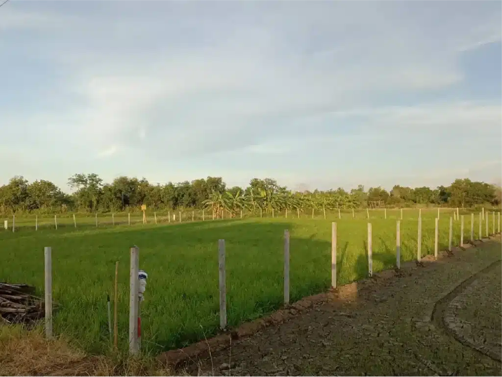ขายที่ดิน 1 ไร่ ลาดหลุมแก้ว ปทุมธานี รูปที่ 3