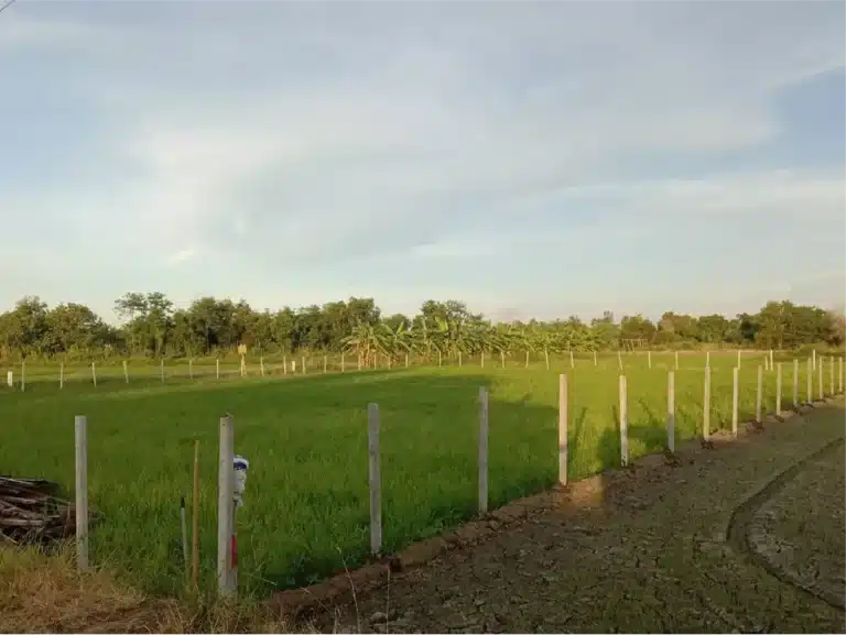 ขายที่ดิน 1 ไร่ ลาดหลุมแก้ว ปทุมธานี รูปที่ 3
