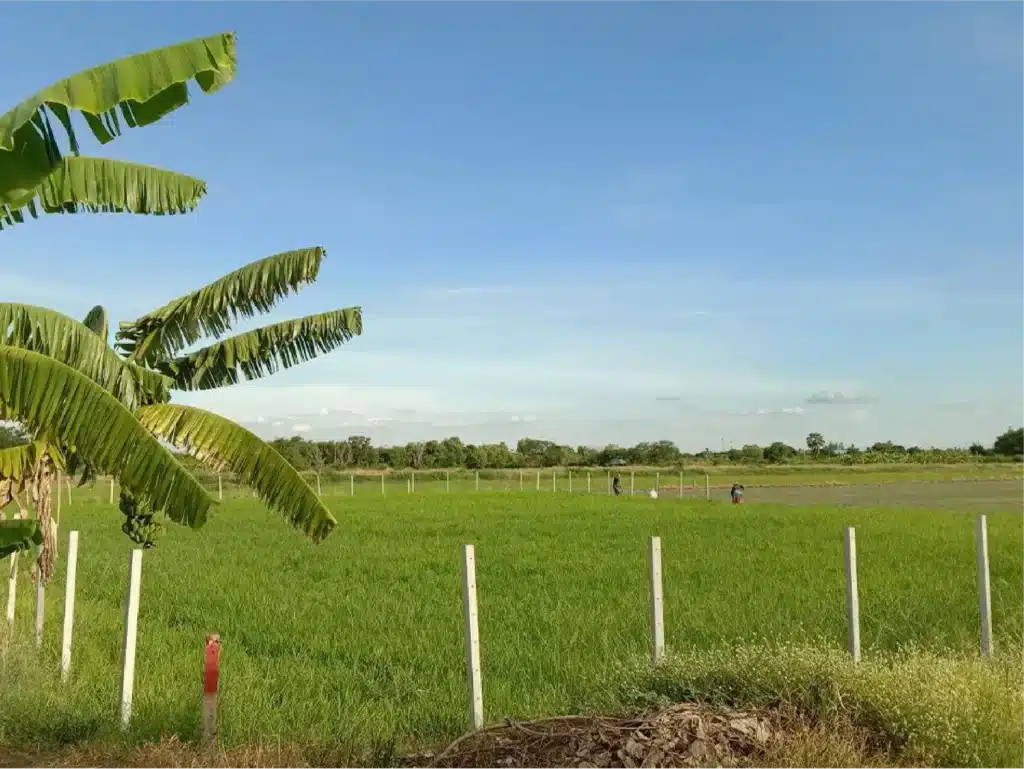 ขายที่ดิน 1 ไร่ ลาดหลุมแก้ว ปทุมธานี รูปที่ 4