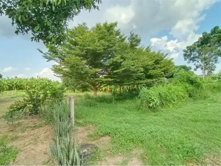 ขายที่ดิน 1-2-46 ไร่ ท่ายาง เพชรบุรี รูปที่ 4