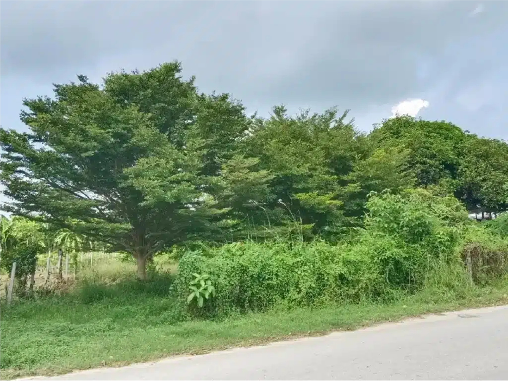 ขายที่ดิน 1-2-46 ไร่ ท่ายาง เพชรบุรี รูปที่ 5