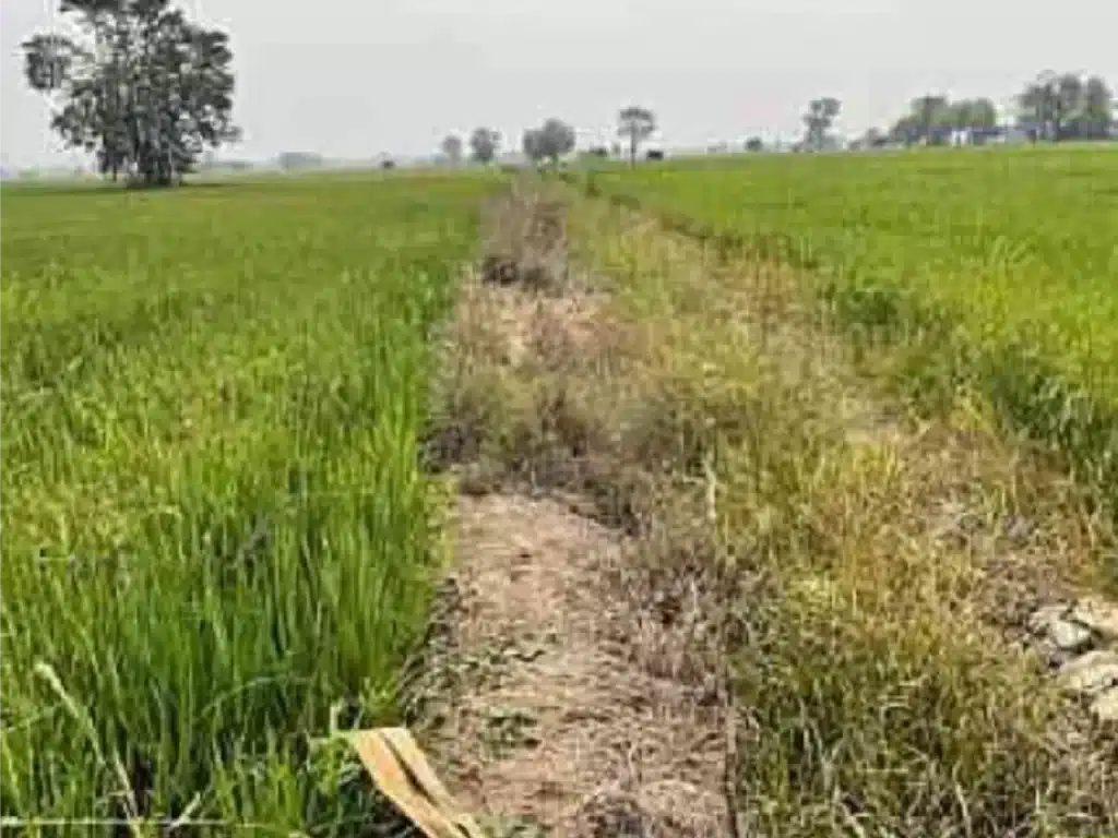 ขายที่ดิน 8-1-8 ไร่ พิชัย อุตรดิตถ์ รูปที่ 2