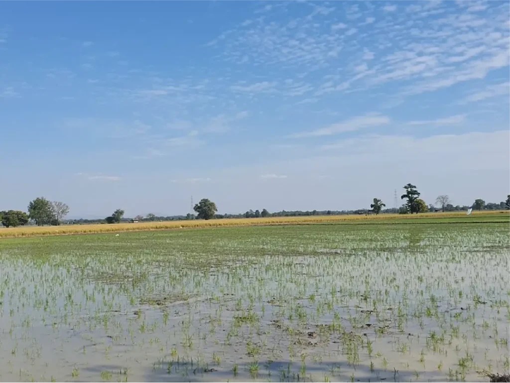 ขายที่ดิน 8-1-8 ไร่ พิชัย อุตรดิตถ์ รูปที่ 4