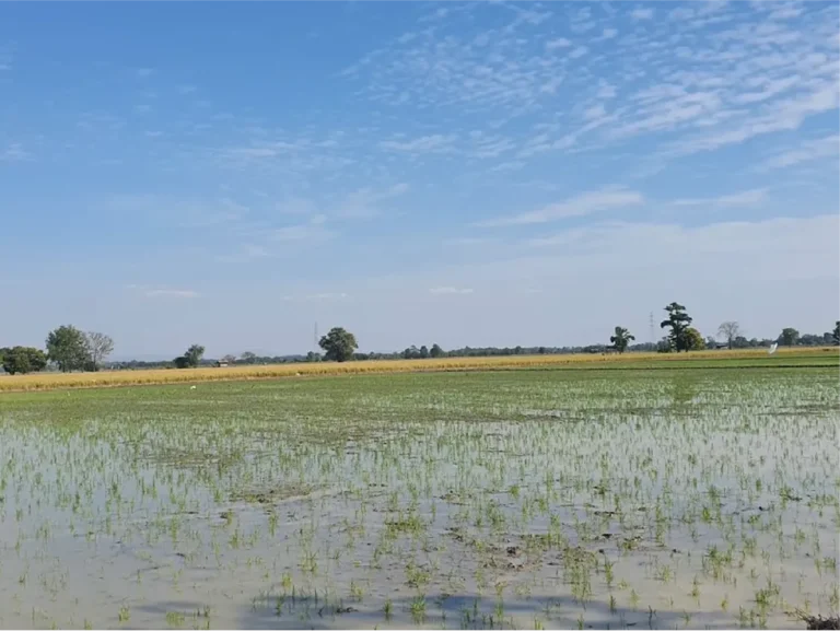 ขายที่ดิน 8-1-8 ไร่ พิชัย อุตรดิตถ์ รูปที่ 4