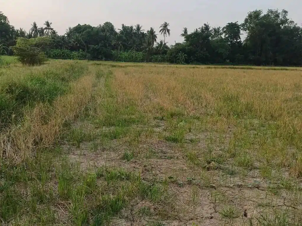 ขายที่ดิน 10-3-30 ไร่ แสวงหา อ่างทอง รูปที่ 8